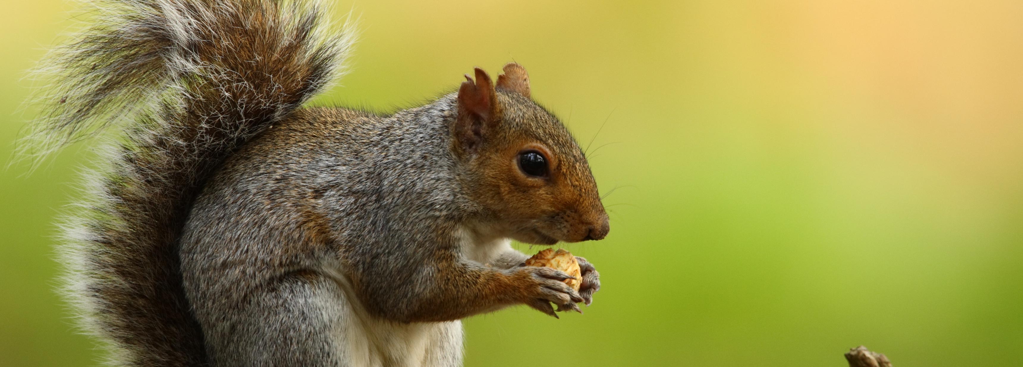 garden pest squirrel