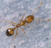 Pharaoh ant