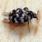 Varied carpet beetle