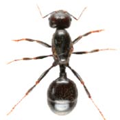 Black garden ant