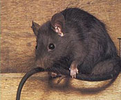 Rattus rattus - roof rat