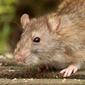 Rattus norvegicus - sewer rat