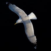 Herring gull