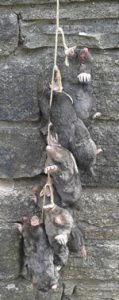 Moles caught