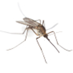 Mosquito "Anopheles sp."