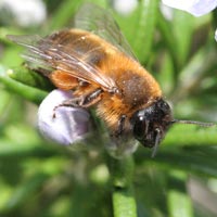 red mason bee