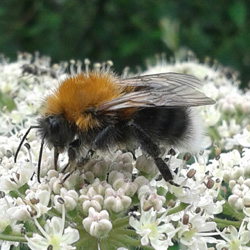 tree bumble bee