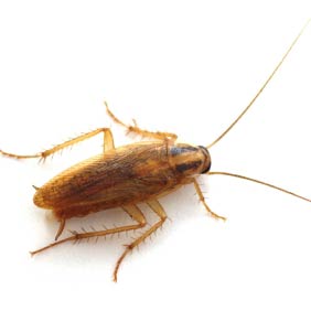 German Cockroach