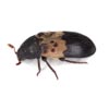 Larder beetle