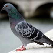 feral pigeon