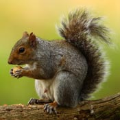 Grey squirrel