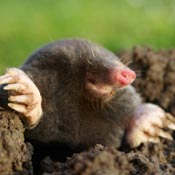 Mole