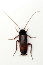 Oriental cockroach