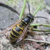 Wasp nest removal