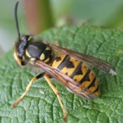 German Wasp