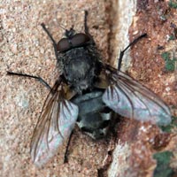 Common cluster fly, "Pollenia rudis"