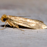 common clothes moth