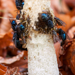 Blow or bottle fly: Blue bottle and green bottle flies. Food