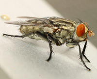 Common house fly, "Musca domestica"