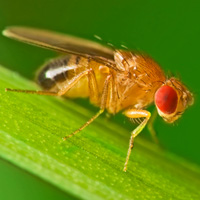 Fruit fly -Drosophila melanogaster