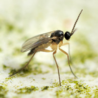 Fungus gnat biology and control methods