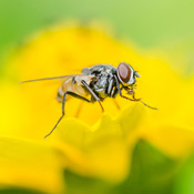 Lesser House Fly Lesser house fly, "Fannia canicularis"