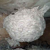 wasp nest August