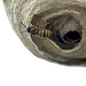 budding wasp nest