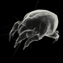 dust mite